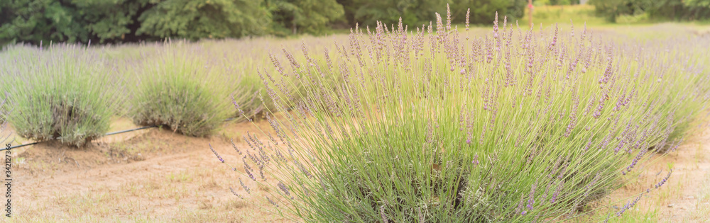 Blossom row of lavender plant with irrigation system in late spring at farm in Gainesville, Texas, USA Blossom row of lavender plant with irrigation system in late spring at farm in Gainesville, Texas, USA