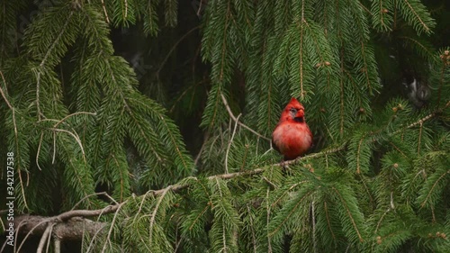 Male Cardinal Perched on Branch - Slow Motion 4K