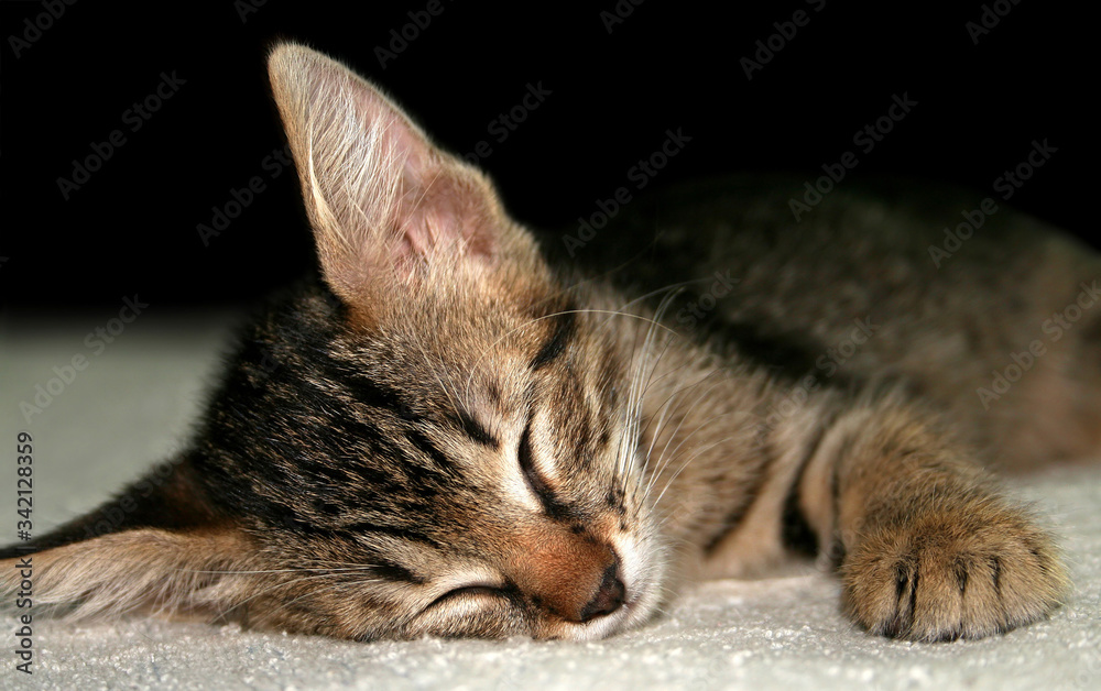 Fototapeta premium Closeup sleeping kitten on a soft blanket on a black background