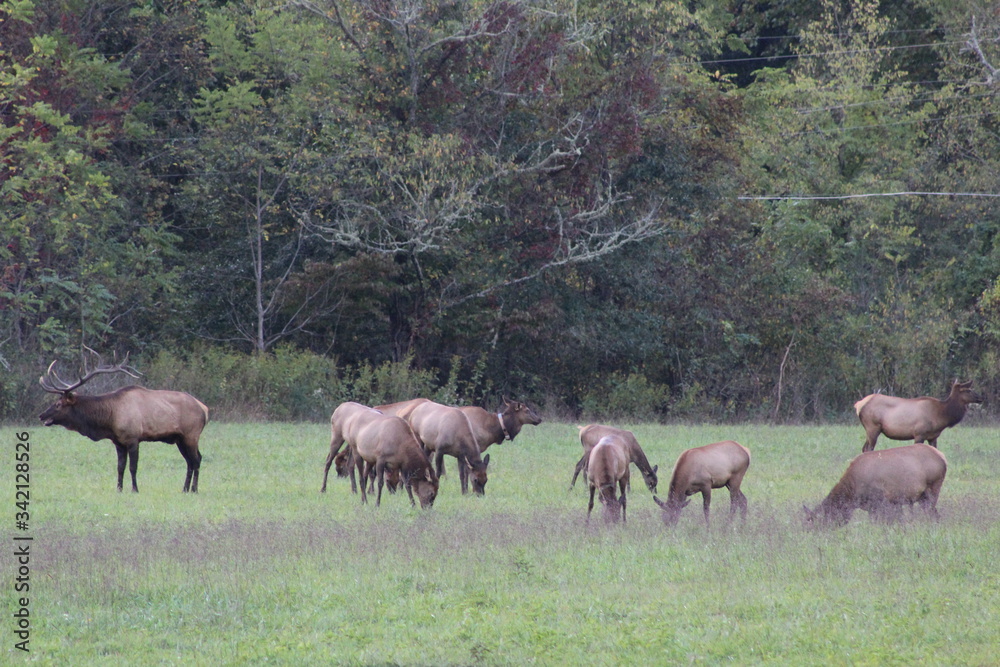 herd of elk in the woods herd of elk in the woods