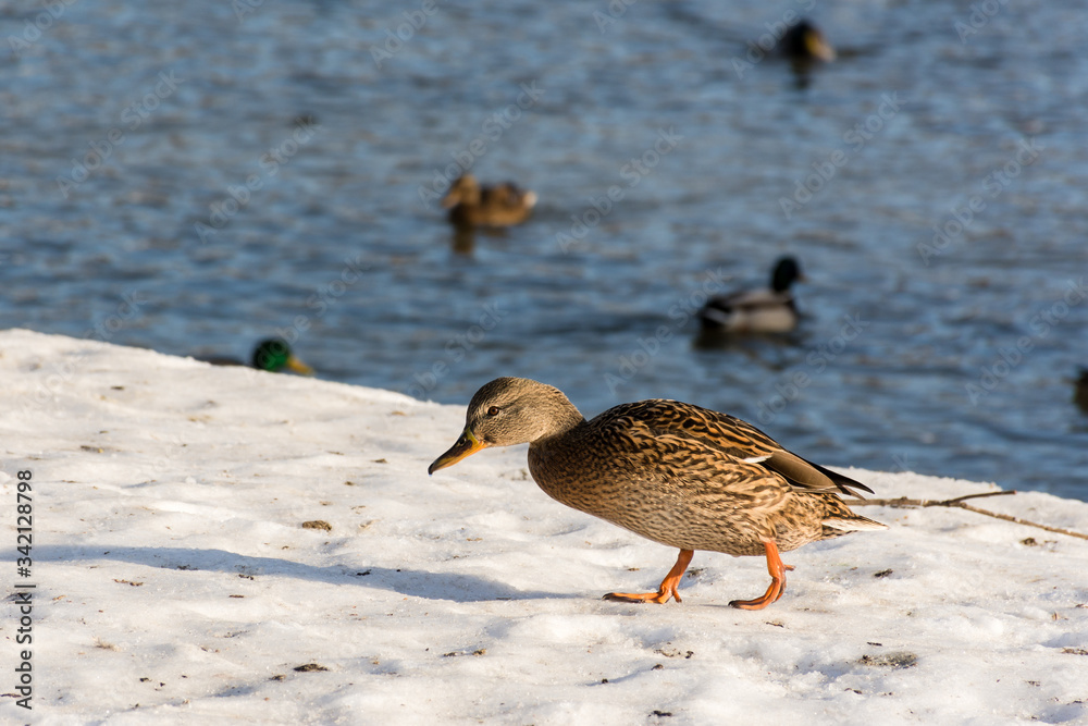 Duck in winter on the lake, wild birds living in the Park, street birds, feed the ducks in the Park Duck in winter on the lake, wild birds living in the Park, street birds, feed the ducks in the Park