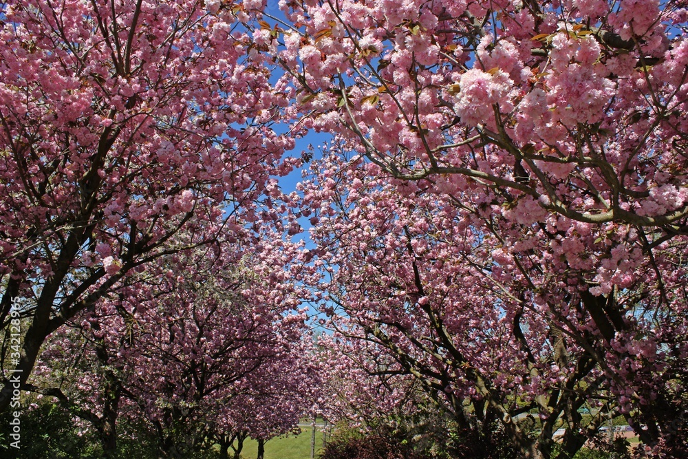 Allee mit rosa blühenden Japanischen Blütenkirschen (Prunus serrulata) und weißblühendem Kirschbaum