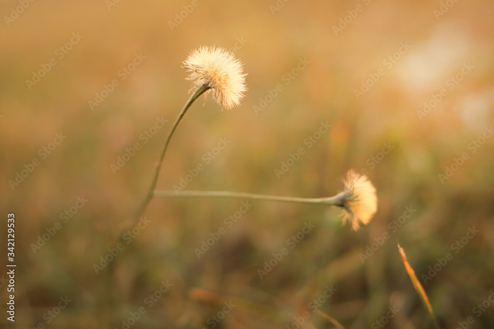 soft fluffy flowers in the field illuminated by the sun