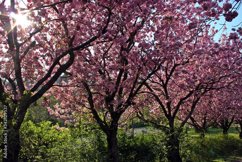 Allee mit rosa blühenden Japanischen Blütenkirschen (Prunus serrulata)