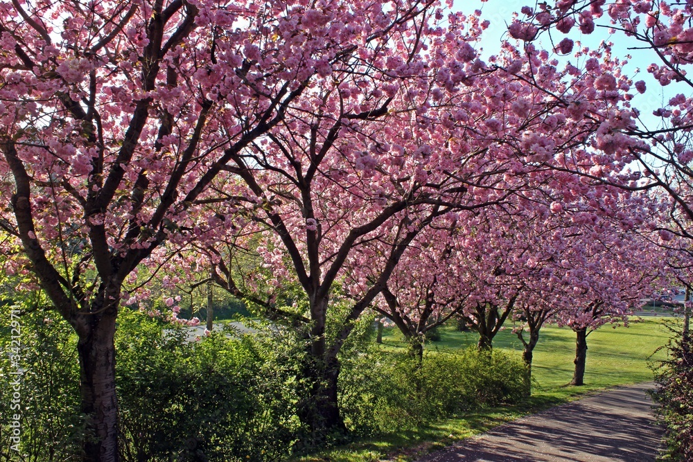 Allee mit rosa blühenden Japanischen Blütenkirschen (Prunus serrulata) Allee mit rosa blühenden Japanischen Blütenkirschen (Prunus serrulata)