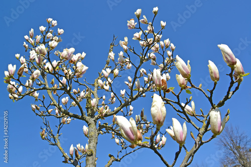 Blooming magnolia Sulange (Magnolia soulangeana) against the blue sky photo