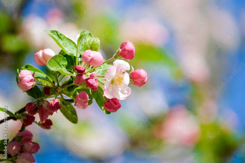 pink cherry blossom in spring sakura pink cherry blossom in spring sakura