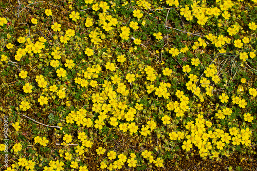 Bild auf Leinwand Yellow flowers of creeping cinquefoil as floral background, Potentilla reptans o