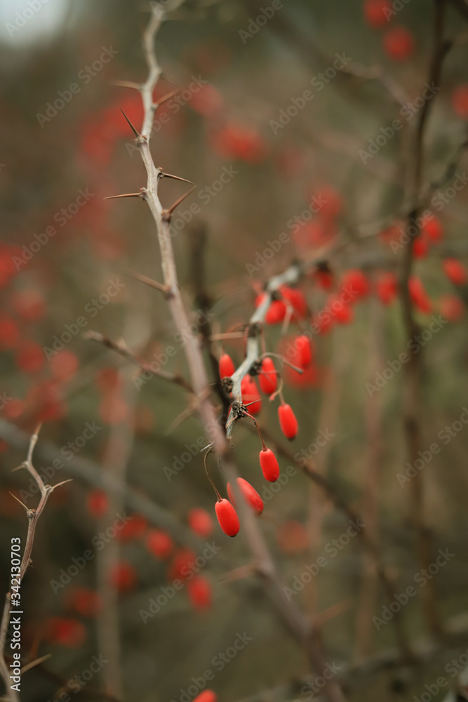 autumn background of a barberry Bush with red berries on the background of bare branches with thorns autumn background of a barberry Bush with red berries on the background of bare branches with thorns