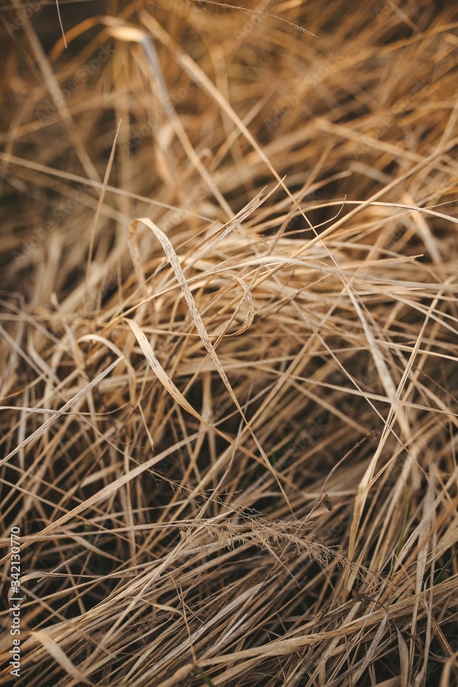dry grass background dry grass background