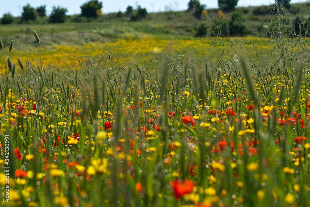 Green wheat field with red and yellow wildflowers Green wheat field with red and yellow wildflowers