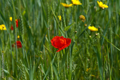 red poppy among yellow wildflowers, green grass and ears of wheat © Olga
