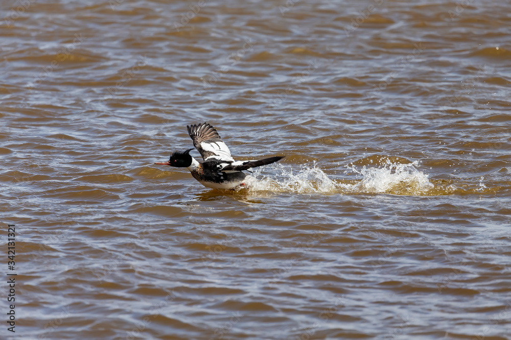 Male red-breasted merganser on flight. .Merganser is a diving duck.Natural scene from the lake michigan. Male red-breasted merganser on flight. .Merganser is a diving duck.Natural scene from the lake michigan.