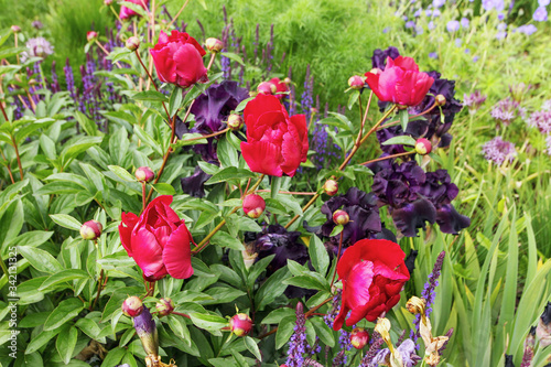 Violet  and red  flowers in Muzeon park Moscow photo