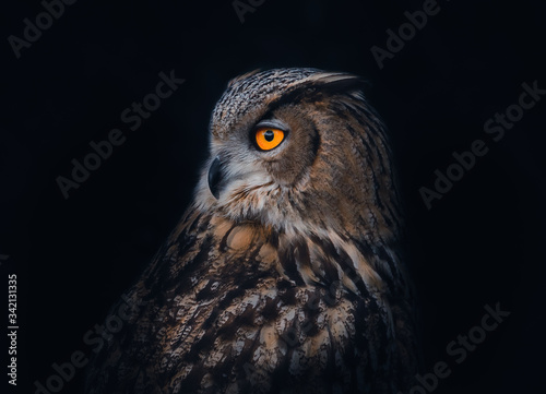 Potrait of a Eurasian Eagle Owl