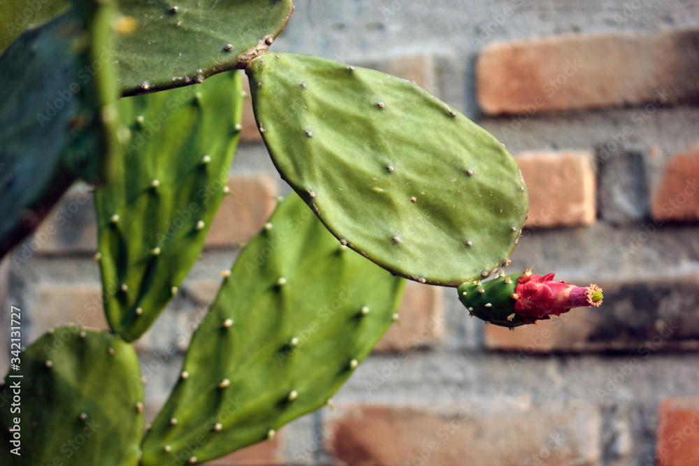 Cactaceae on the backdrop of a brick walll. Cactaceae on the backdrop of a brick walll.