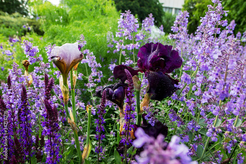 Photography Awe flower blossoming- red, violet ,and greem in Muzeon park , Moscow