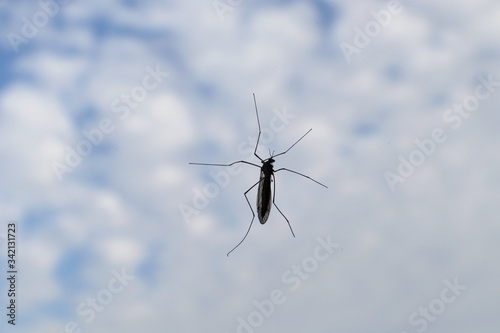 One insect on window glass