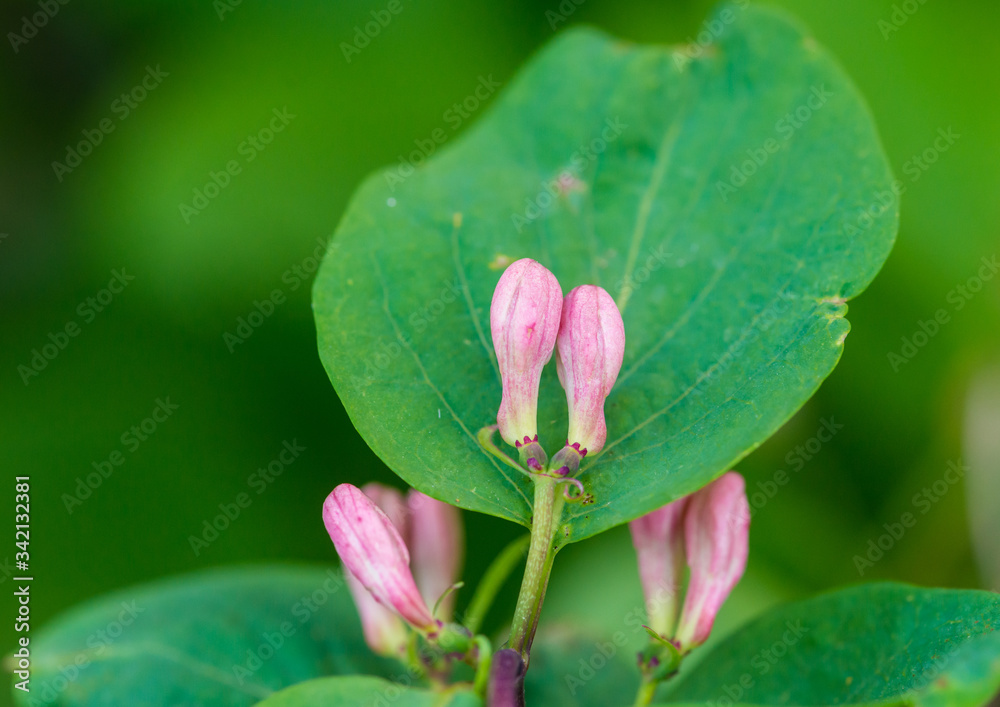 Budding Honeysuckle Budding Honeysuckle