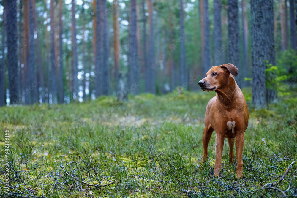 Portrait of a Rhodesian Ridgeback in Nature. Portrait of a Rhodesian Ridgeback in Nature.