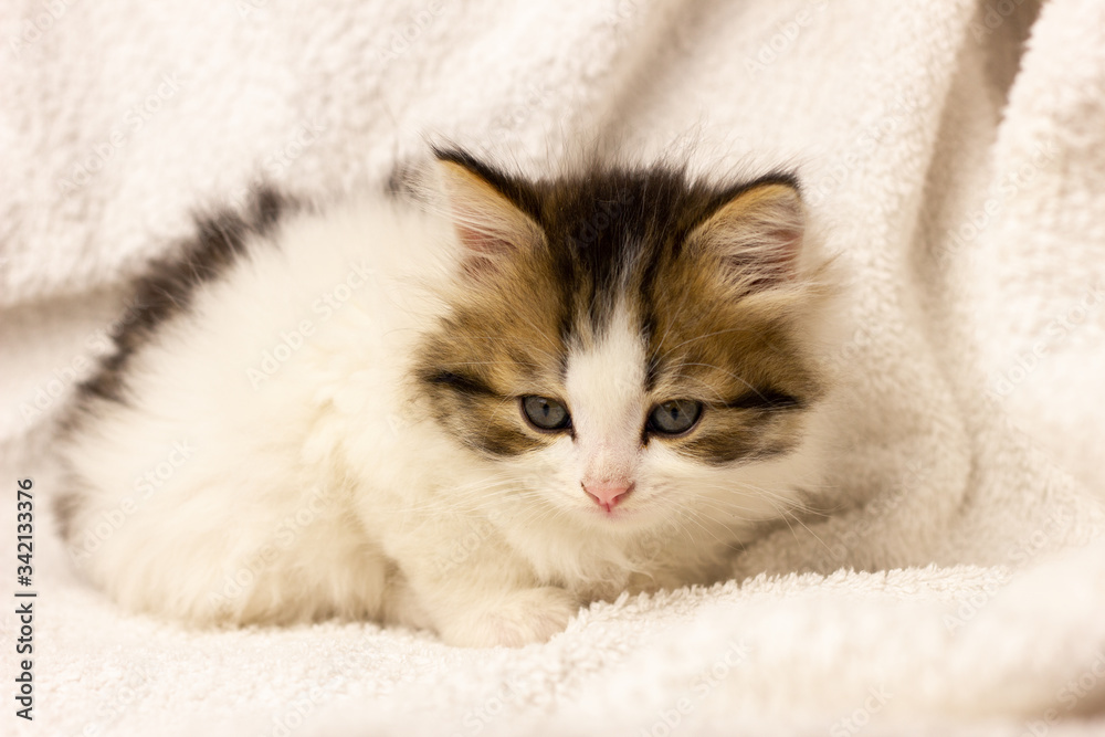 a small sleeping kitten in bed, close-up. Fluffy beautiful cat in soft bed linen