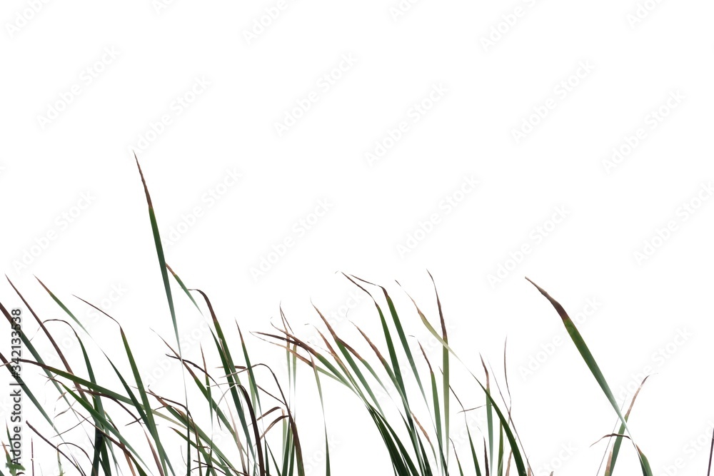 In selective focus wild grass bush with flower blossom on white isolated background In selective focus wild grass bush with flower blossom on white isolated background