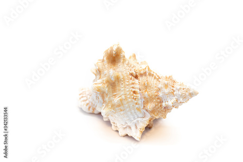 Seashell isolated on a white background. The inhabitants of the sea. Shell with place for text. An article about vacation and vacation at sea.