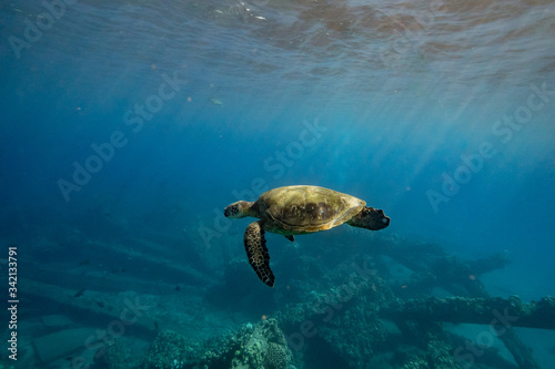 A sea turtle swims along a reef in Hawaii