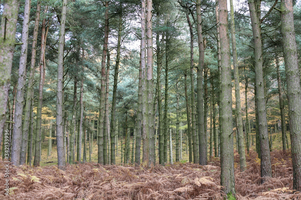 peak distrcit woodland trees in autumn peak distrcit woodland trees in autumn