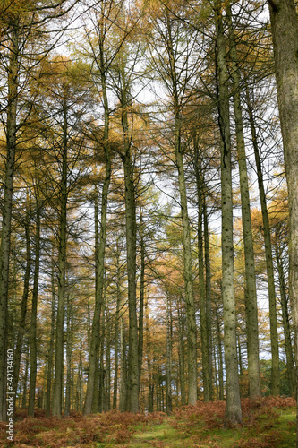 peak distrcit woodland trees in autumn
