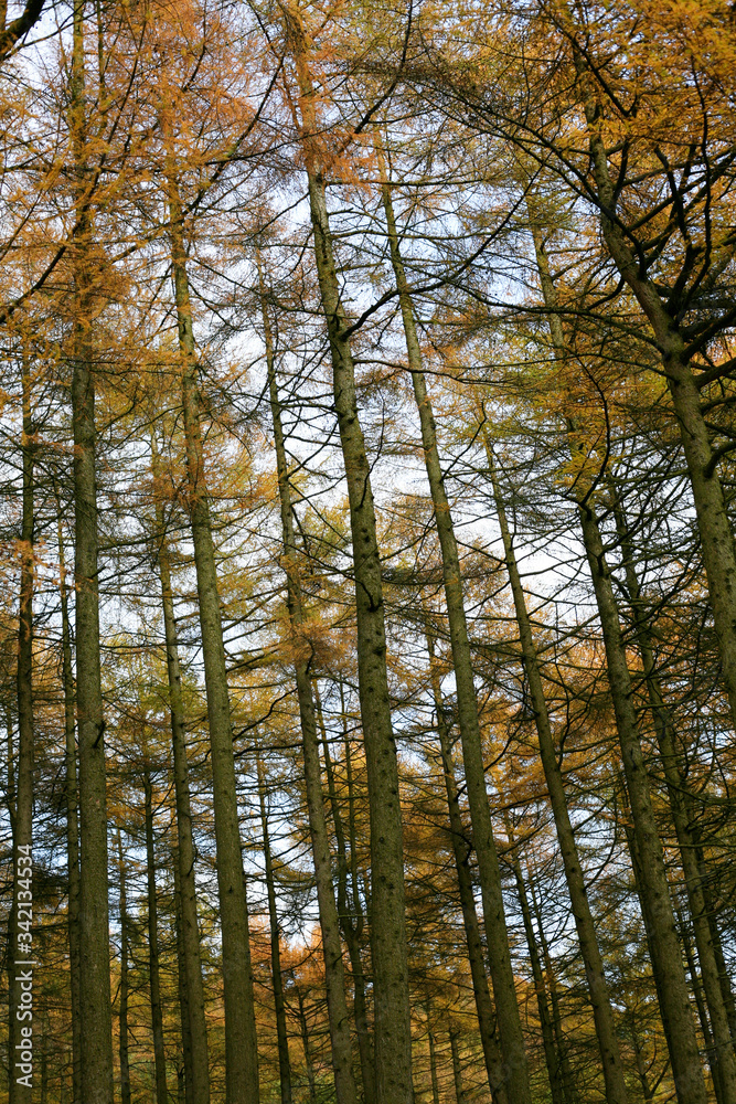 peak distrcit woodland trees in autumn