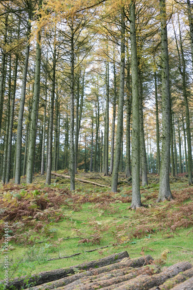 peak distrcit woodland trees in autumn peak distrcit woodland trees in autumn