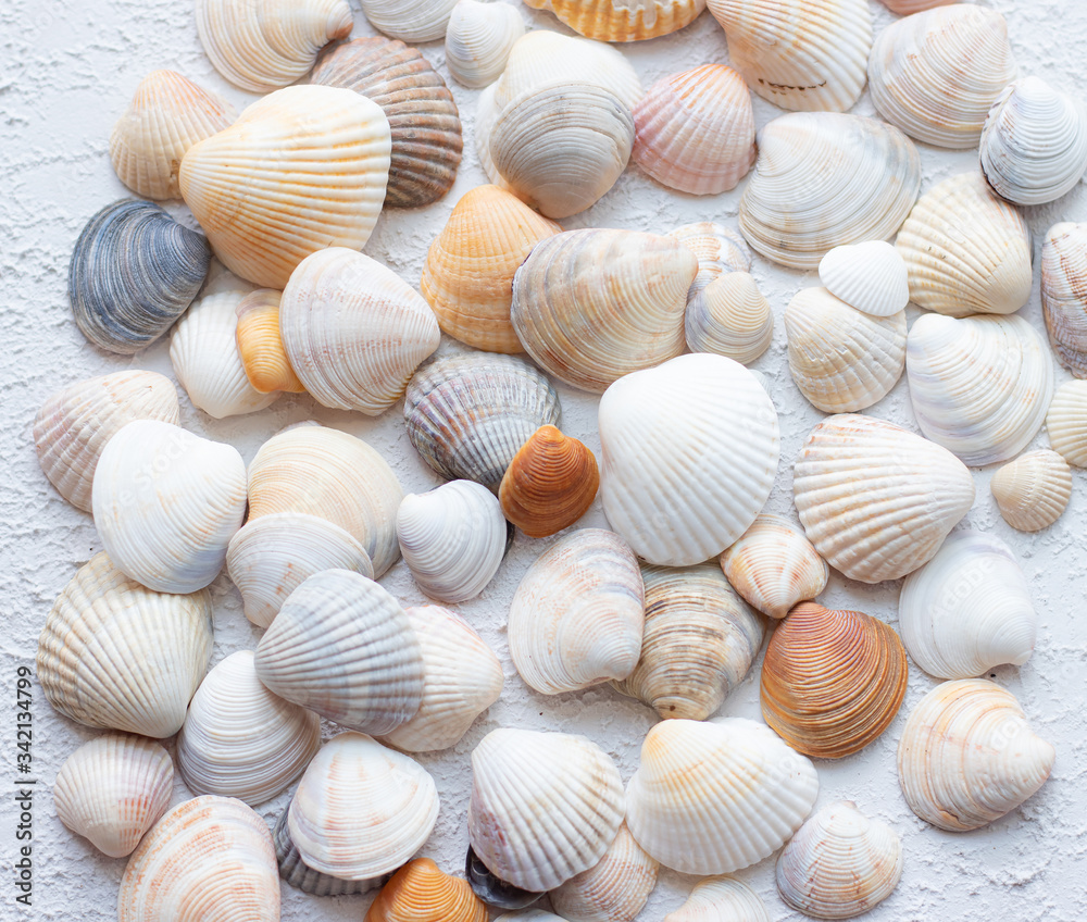 Shells on a light background . Article about vacation. Sea shells lie on a light background