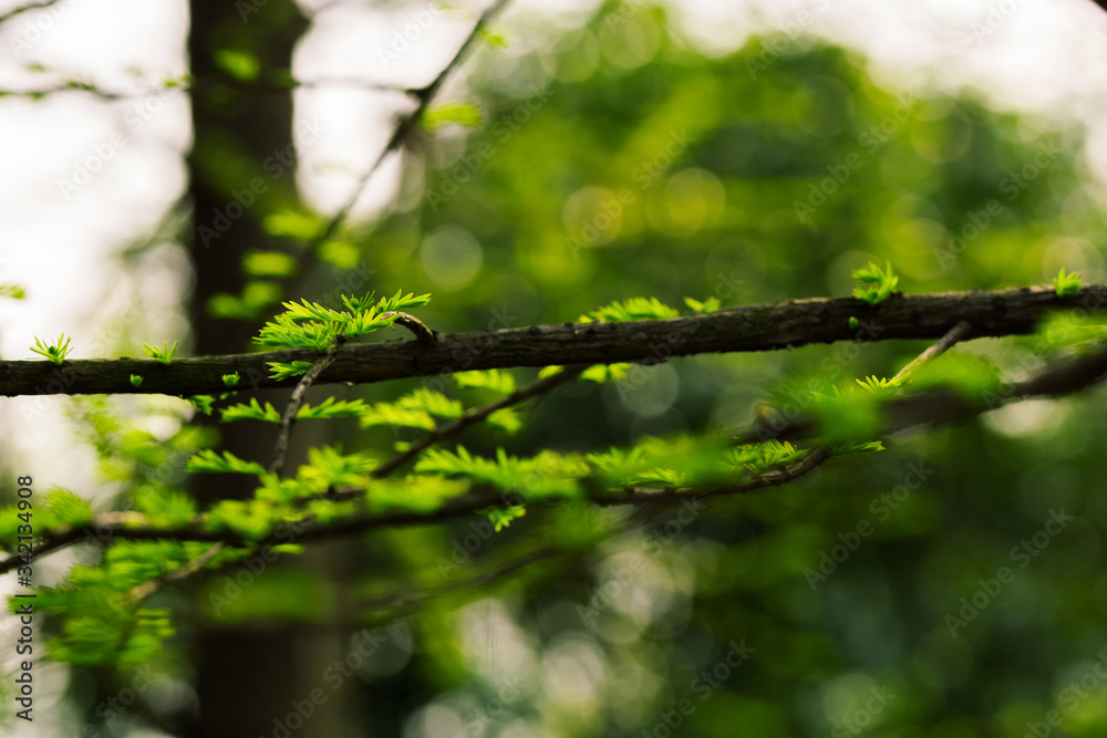 Young fresh needles of larch. Spring background with the first needles. New green foliage on a blurred background. Larch tree Young fresh needles of larch. Spring background with the first needles. New green foliage on a blurred background. Larch tree