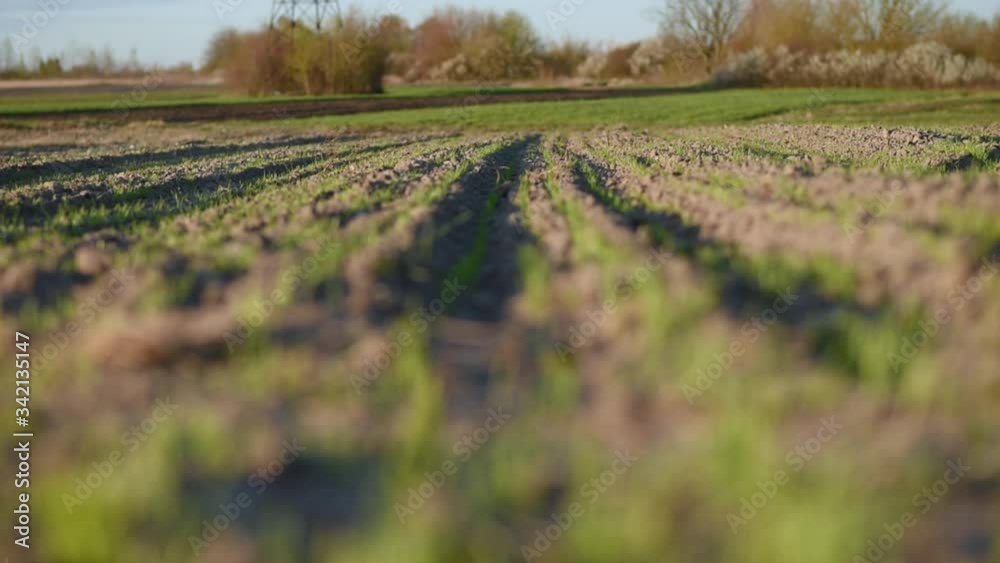 Plowed field with fresh green shoots of plants
Plowed field with fresh green shoots of plants