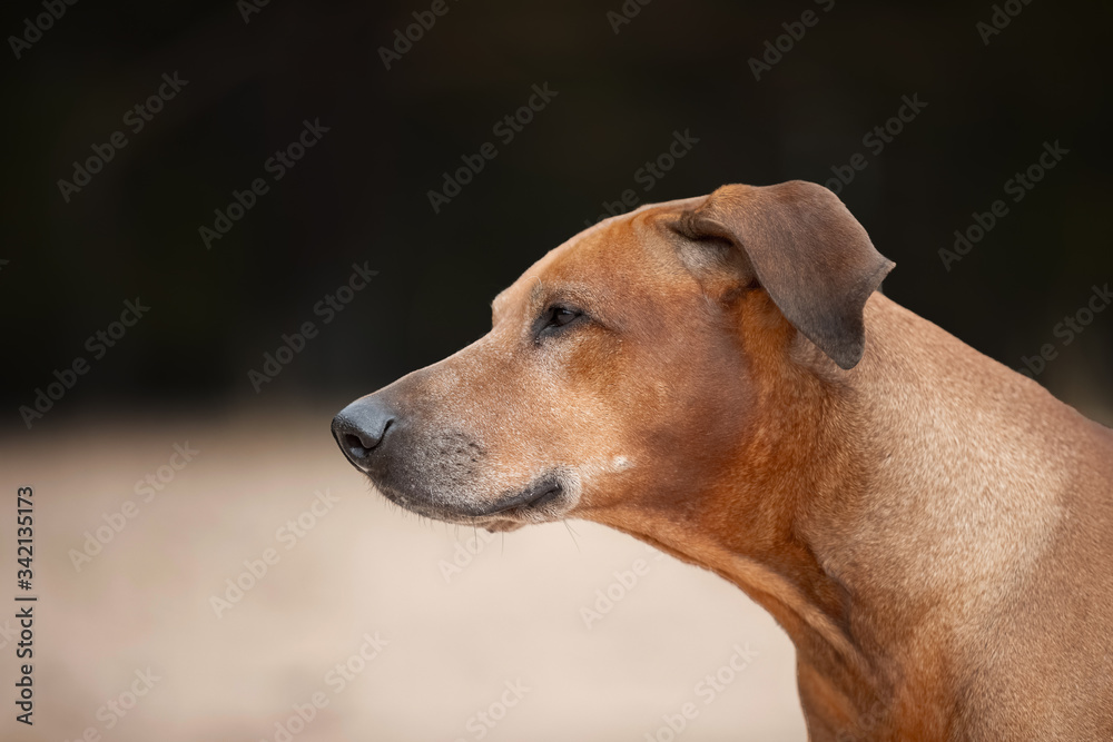 Portrait of a Rhodesian Ridgeback in Nature. Portrait of a Rhodesian Ridgeback in Nature.