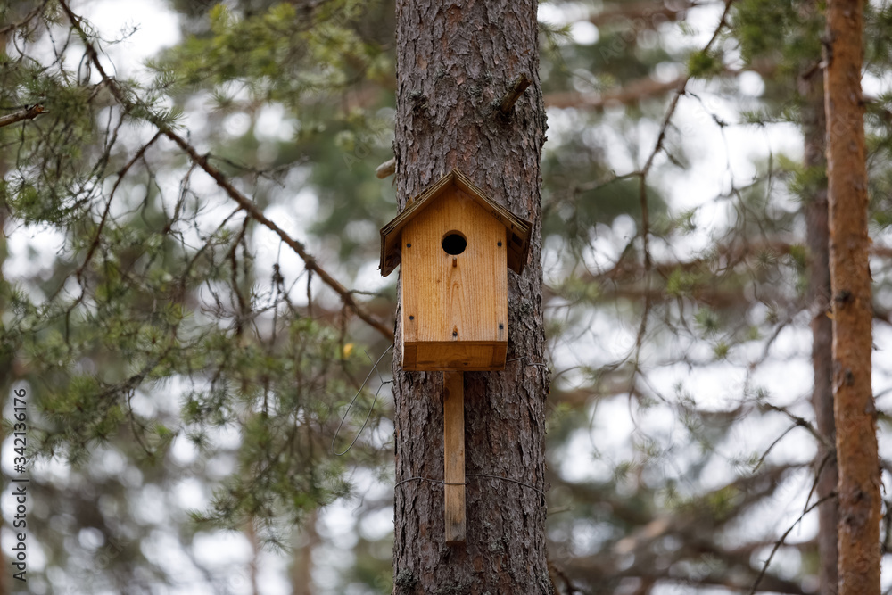 A birdhouse on a tree branch pine forest A birdhouse on a tree branch pine forest