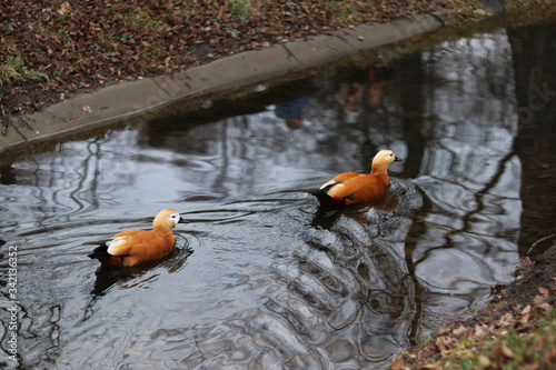 ducks ogar floating in a pond