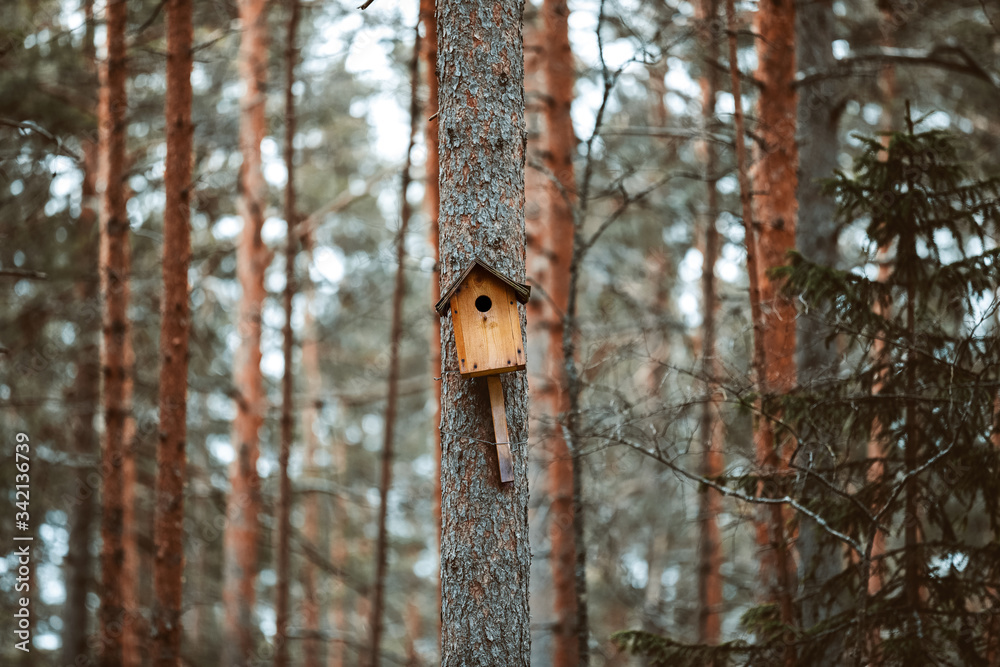 A birdhouse on a tree branch pine forest A birdhouse on a tree branch pine forest