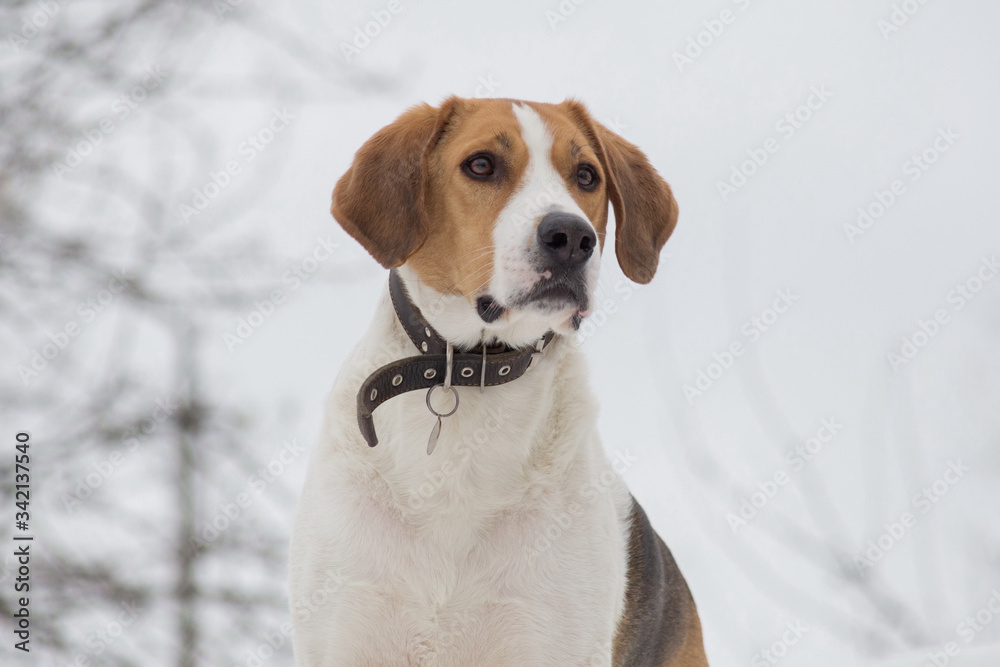 Portrait of cute russian hound close up. Pet animals. Portrait of cute russian hound close up. Pet animals.