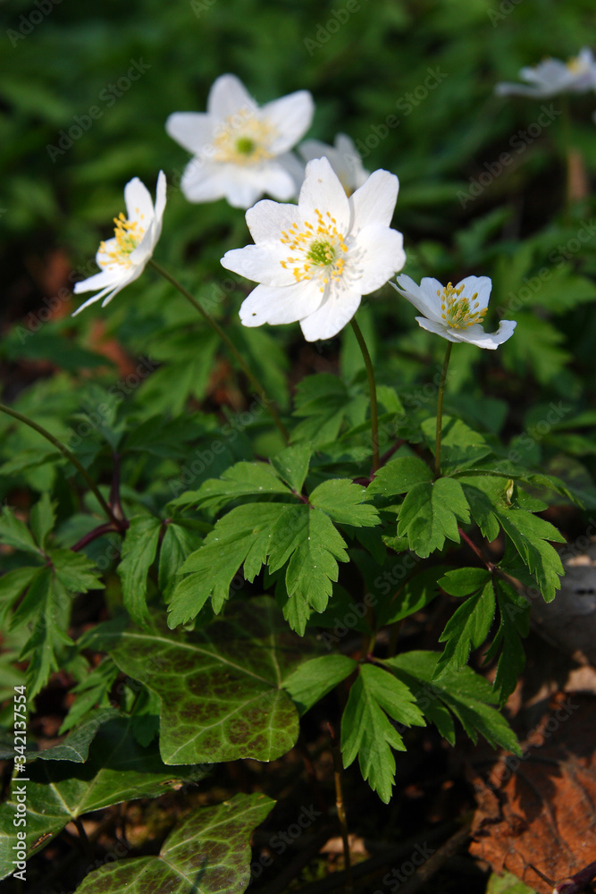 Flowers in the spring garden
Flowers in the spring garden
