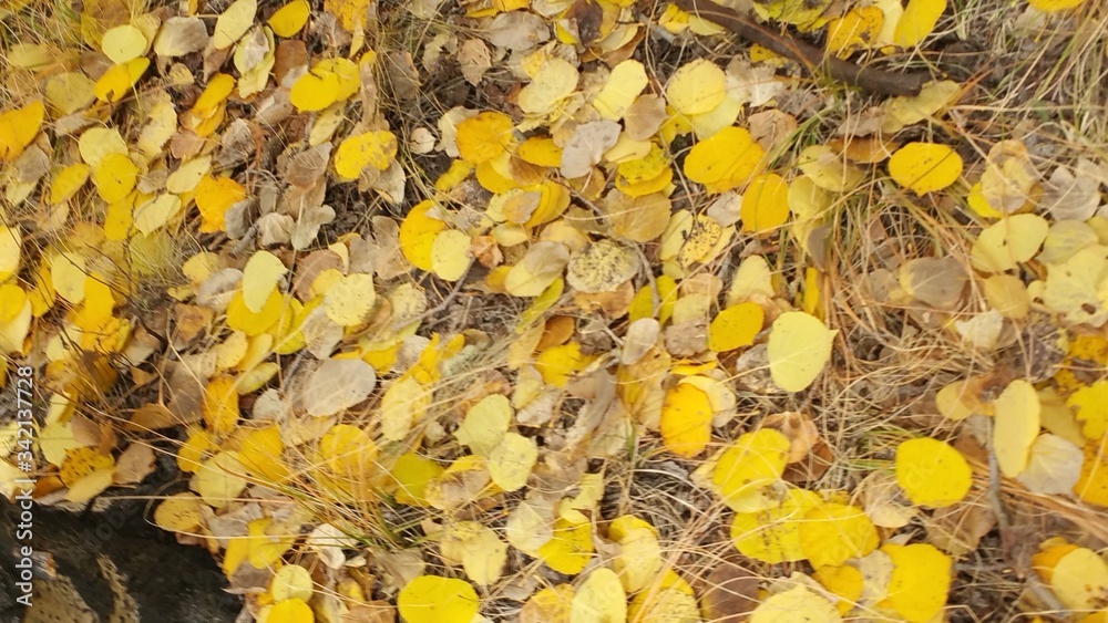 Autumn in the mountains Autumn in the mountains