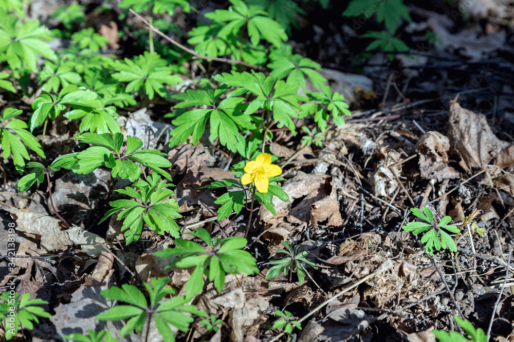 Buttercup is pungent. The Buttercup plant is pungent. Flower night blindness. Spring. Field, forest plant. Flower garden, beautiful tender plants. Yellow flower. The flower is called Chicken blindness Buttercup is pungent. The Buttercup plant is pungent. Flower night blindness. Spring. Field, forest plant. Flower garden, beautiful tender plants. Yellow flower. The flower is called Chicken blindness