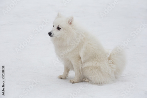 Cute japanese spitz puppy is sitting on a white snow in the winter park. Pet animals.