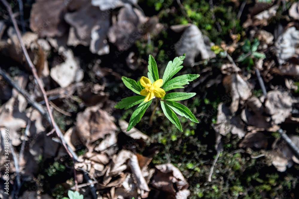 Buttercup is pungent. The Buttercup plant is pungent. Flower night blindness. Spring. Field, forest plant. Flower garden, beautiful tender plants. Yellow flower. The flower is called Chicken blindness Buttercup is pungent. The Buttercup plant is pungent. Flower night blindness. Spring. Field, forest plant. Flower garden, beautiful tender plants. Yellow flower. The flower is called Chicken blindness