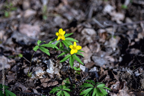 Buttercup is pungent. The Buttercup plant is pungent. Flower night blindness. Spring. Field  forest plant. Flower garden  beautiful tender plants. Yellow flower. The flower is called Chicken blindness