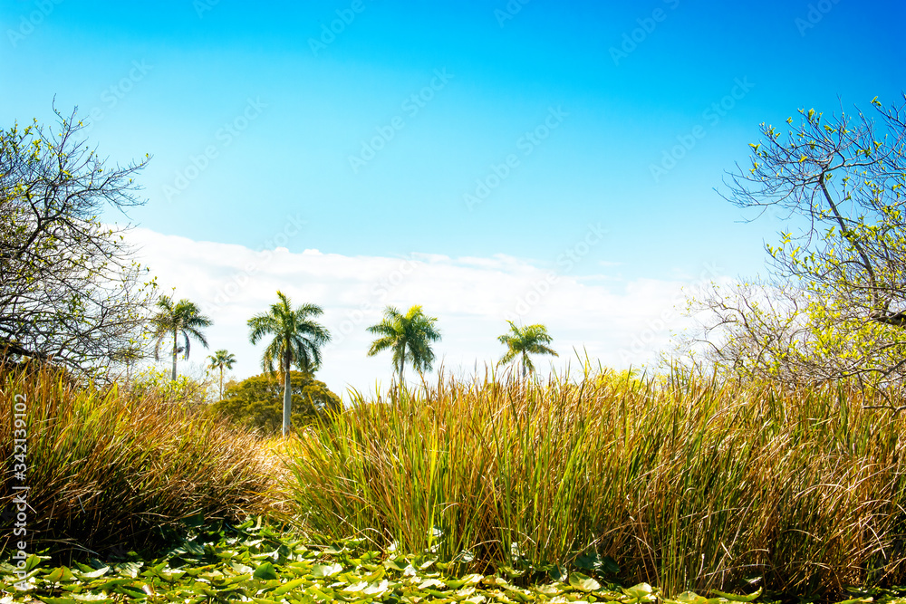 Swamp landscape with palm trees in the Everglades, Florida Swamp landscape with palm trees in the Everglades, Florida