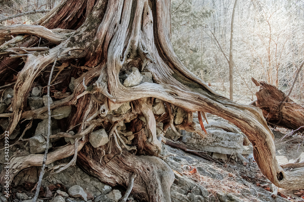 Driftwood tree