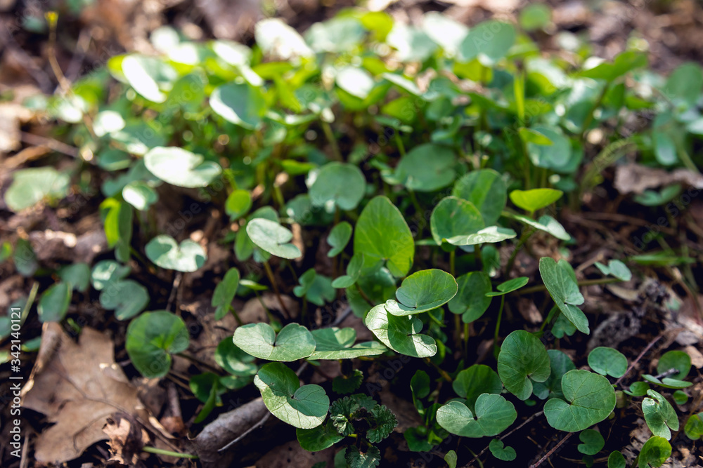 Swamp plant in the forest. The marsh marigold. A carpet of small round leaves. The watery part of the forest. Natural background of forest plants. Swamp plant in the forest. The marsh marigold. A carpet of small round leaves. The watery part of the forest. Natural background of forest plants.