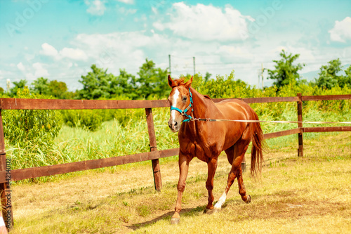 Galloping horse